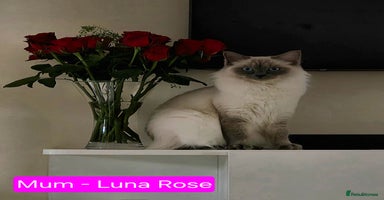Ragdoll cats - Advert 13