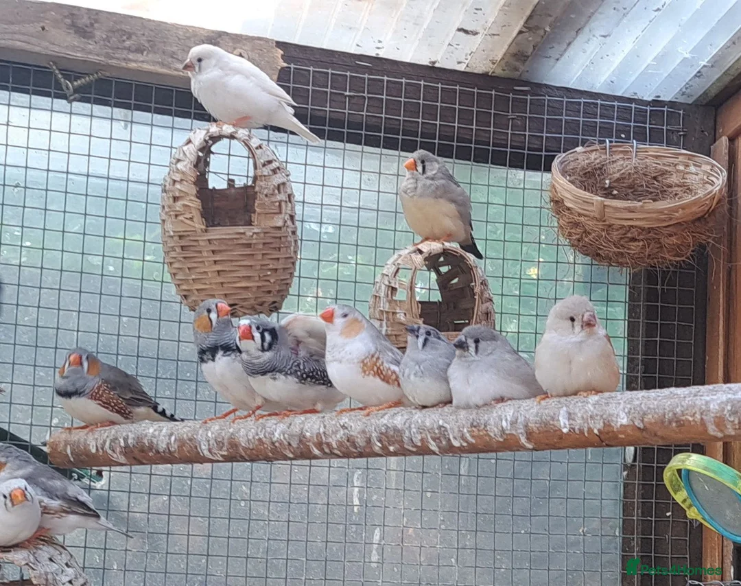 Finches birds for sale: Zebra finches - Swindon  - Advert 4