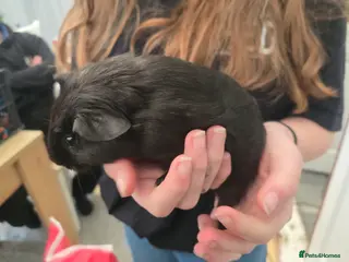 Guinea Pig rodents Single black male guineapig - Advert 17