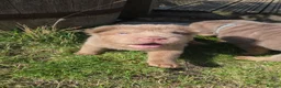 Shar Pei dogs for sale: 5 Shar peis - Advert 4