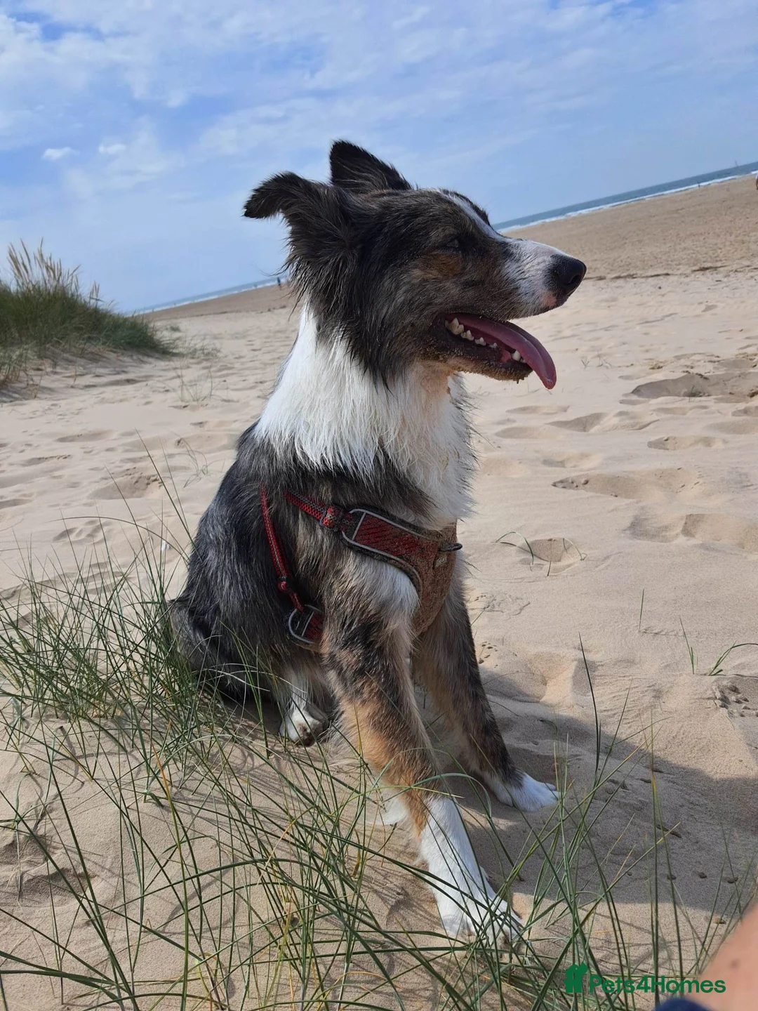 Border Collie dogs for stud: Proven pure bred tri coloured merle collie stud in Fakenham - Advert 8