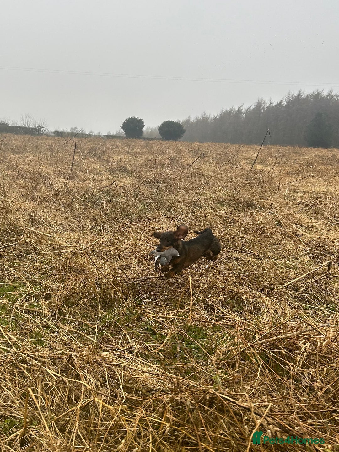 Dachshund dogs for stud: COI 0% North Yorkshire Wire Haired Dachshund Stud - Image 4