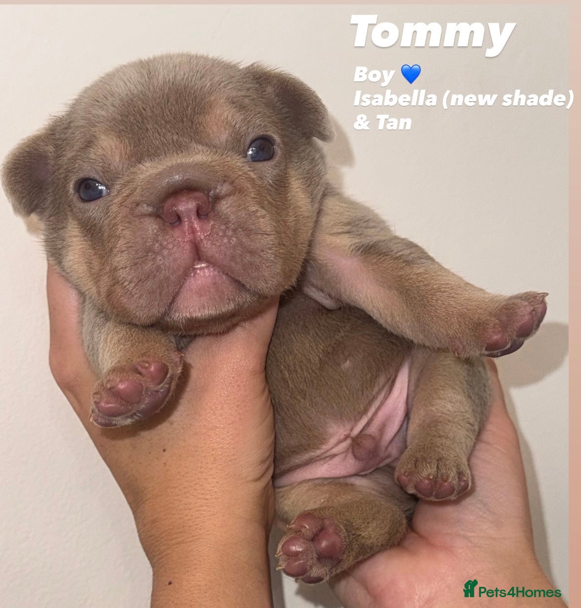 French Bulldog dogs French bulldog puppies - Advert 2