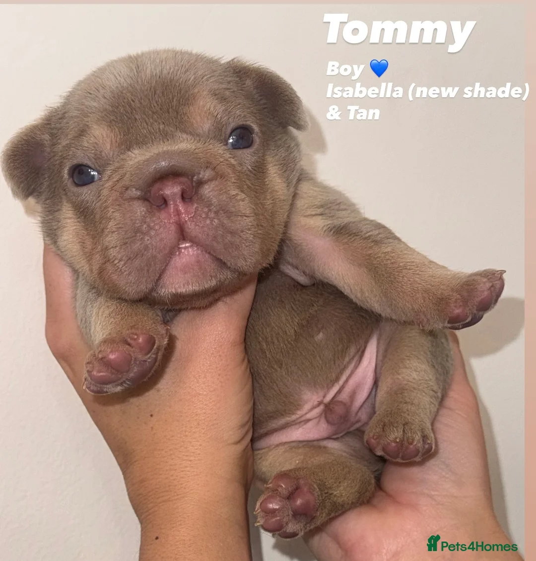 French Bulldog dogs for sale: French bulldog puppies - Advert 1