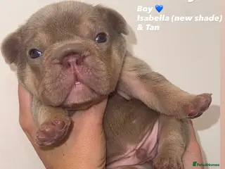 French Bulldog dogs French bulldog puppies - Advert 2