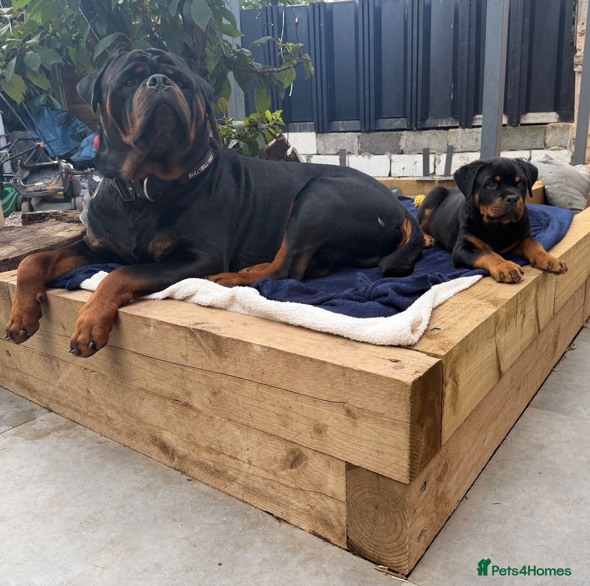 Rottweiler dogs 11 Gorgeous Purebred Rotties for Sale! - Advert 1