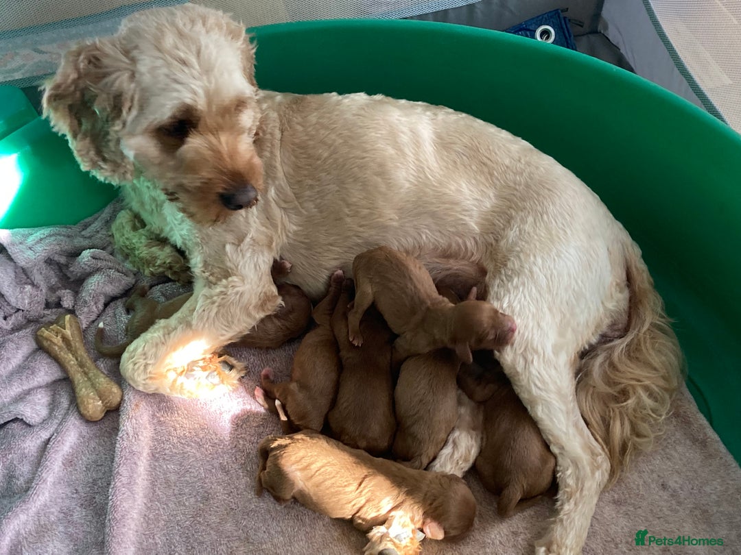 Mixed Breed dogs for sale: Cockapoo/Cavapoo Mix Puppies Available 10 Nov 25 - Image 7