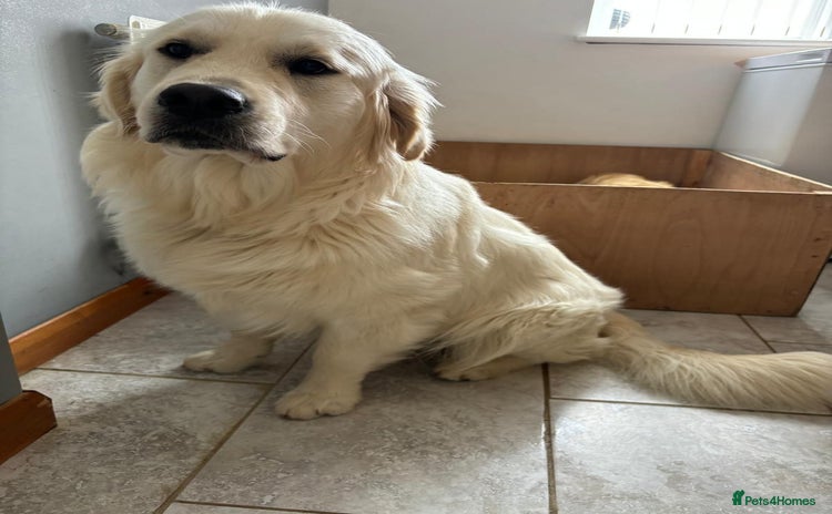 Golden Retriever dogs in Melton Mowbray - Advert 1