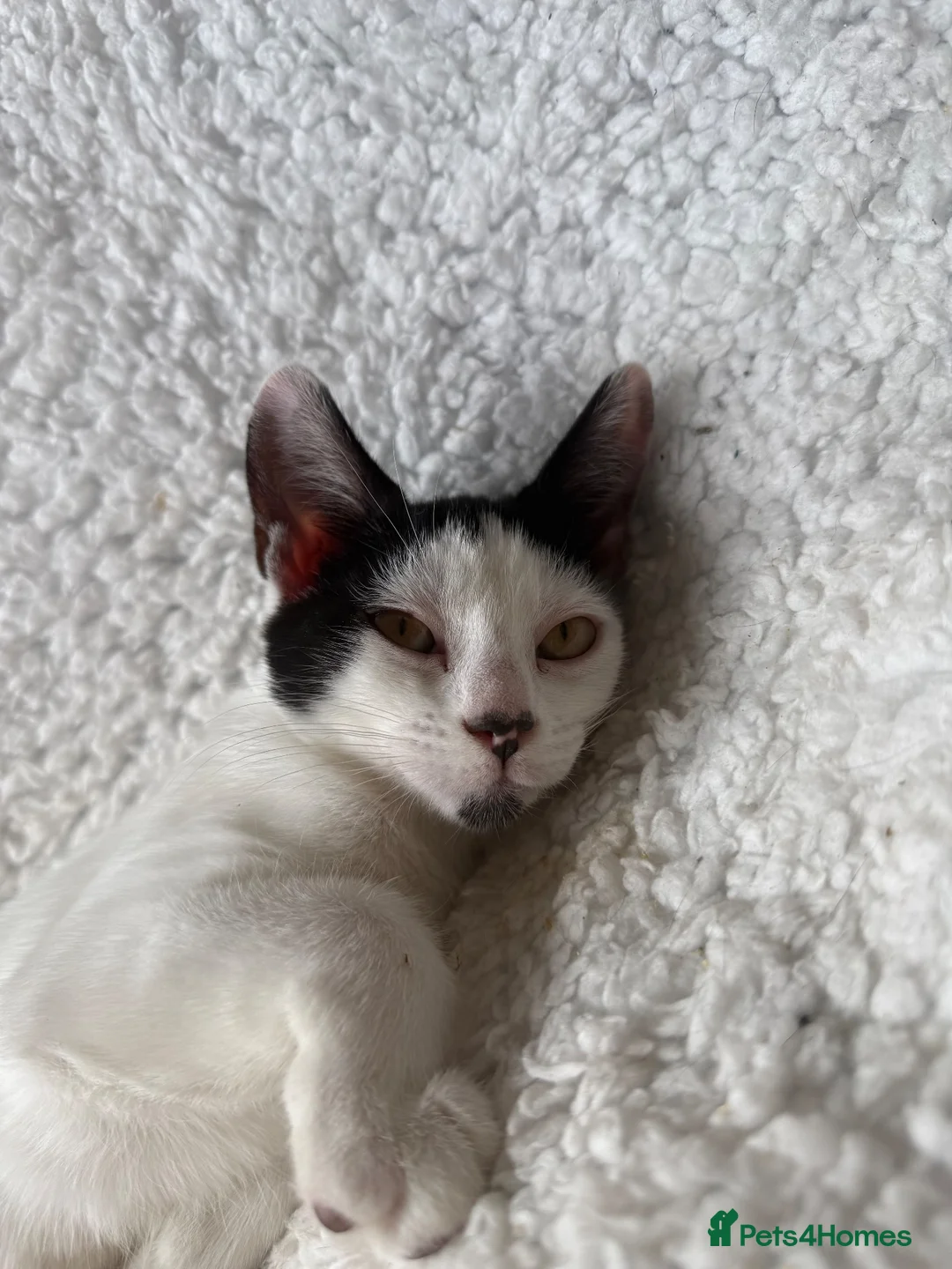 Mixed Breed cats for sale: 2 beautiful males needs to be rehomed - Advert 9