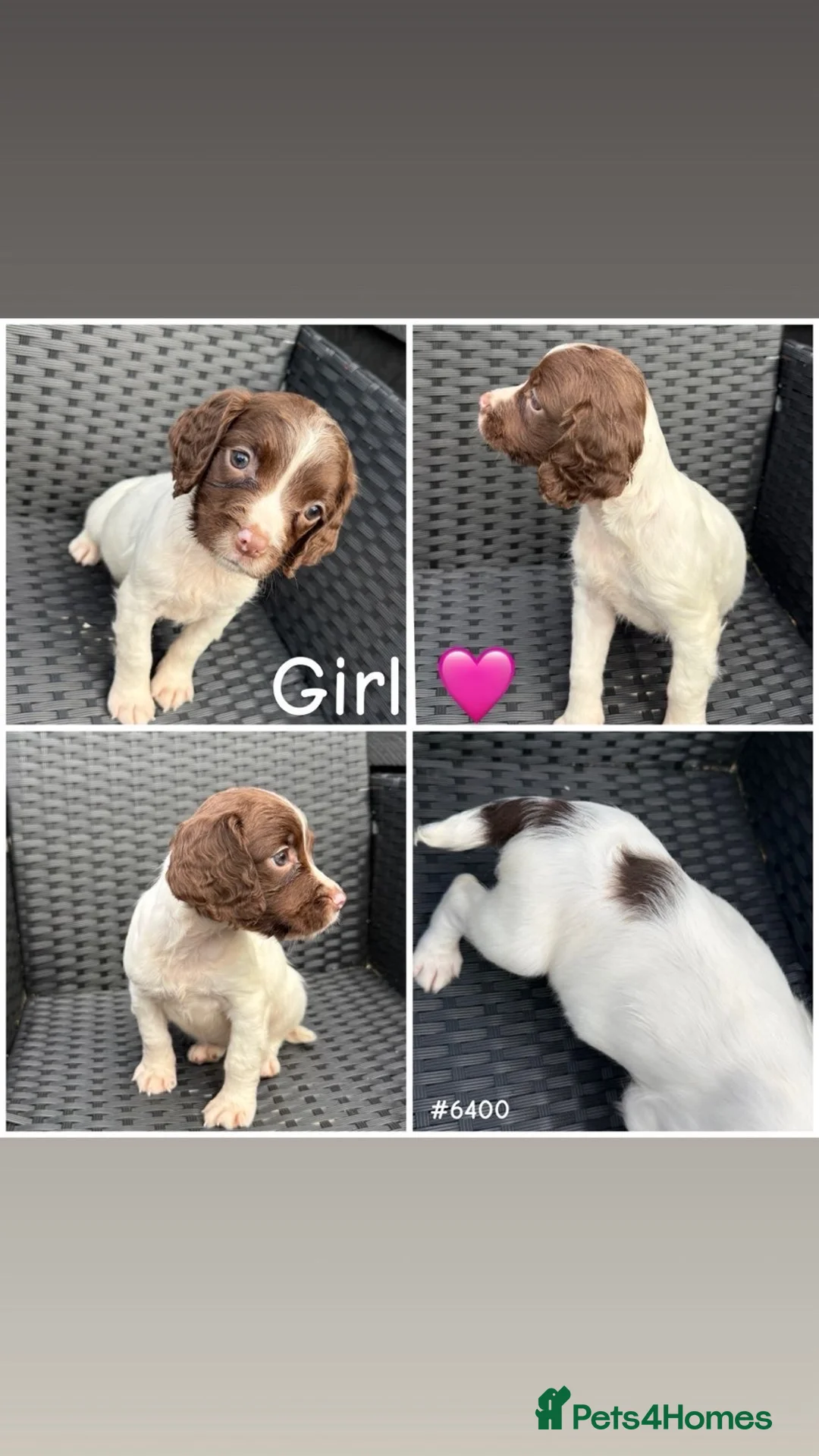 English Springer Spaniel dogs for sale: Springer spaniel puppies🩵❤️ - Advert 8