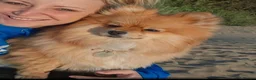 Pomeranian dogs for sale: 2 beautiful pom boys waiting for 4ever homes🥰 - Advert 4