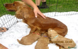 Cockapoo dogs for sale: Stunning F1 cockapoo puppies  - Image 11