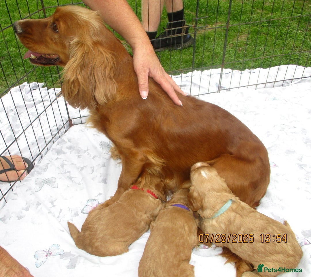Cockapoo dogs for sale: Stunning F1 cockapoo puppies  - Image 11