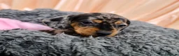 Dachshund dogs for sale: Adorable Dachshund Puppies Ready for Forever Homes - Advert 22