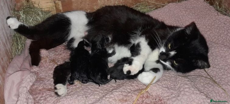 Mixed Breed cats 2 black and white male kittens very friendly  - Advert 4