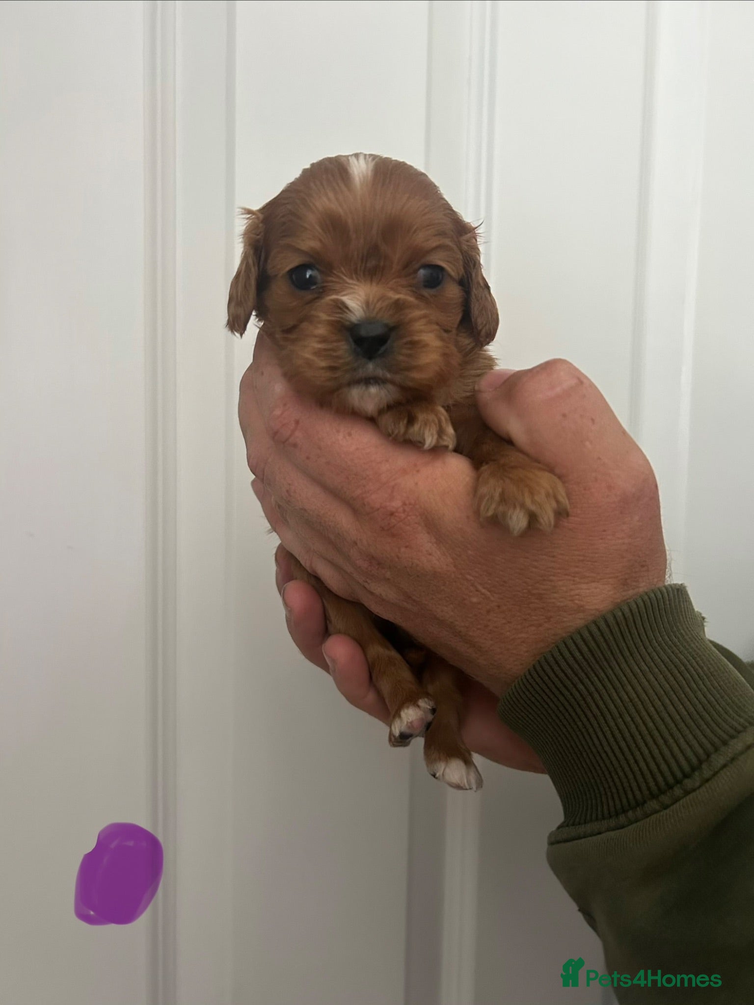 Cavalier King Charles Spaniel dogs Beautiful Ruby Cavalier King Charles pups - Advert 2