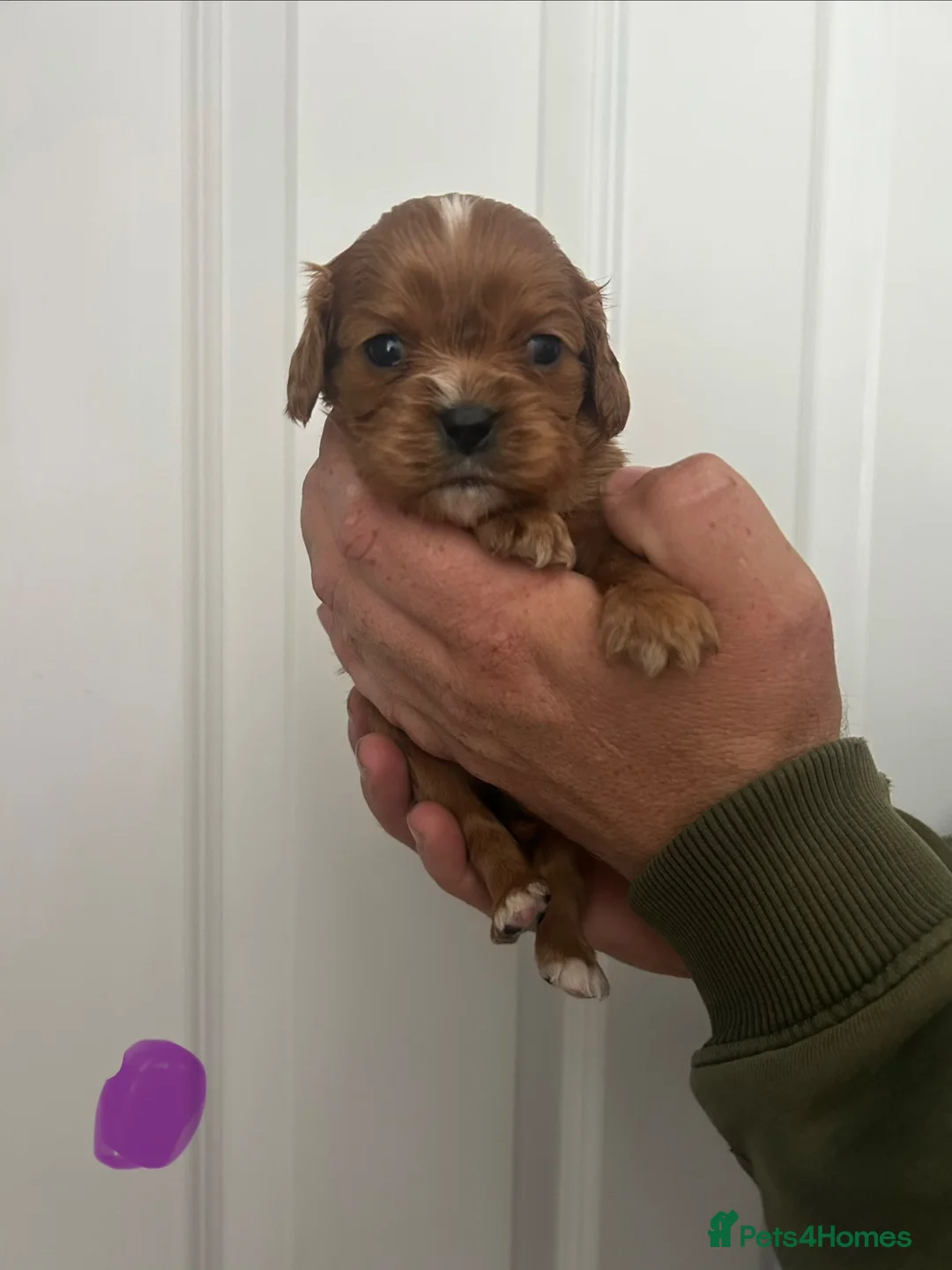 Cavalier King Charles Spaniel dogs for sale: Beautiful Ruby Cavalier King Charles pups - Advert 2
