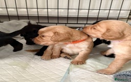 Cocker Spaniel dogs for sale: Cocker spaniel puppies for sale  - Image 19