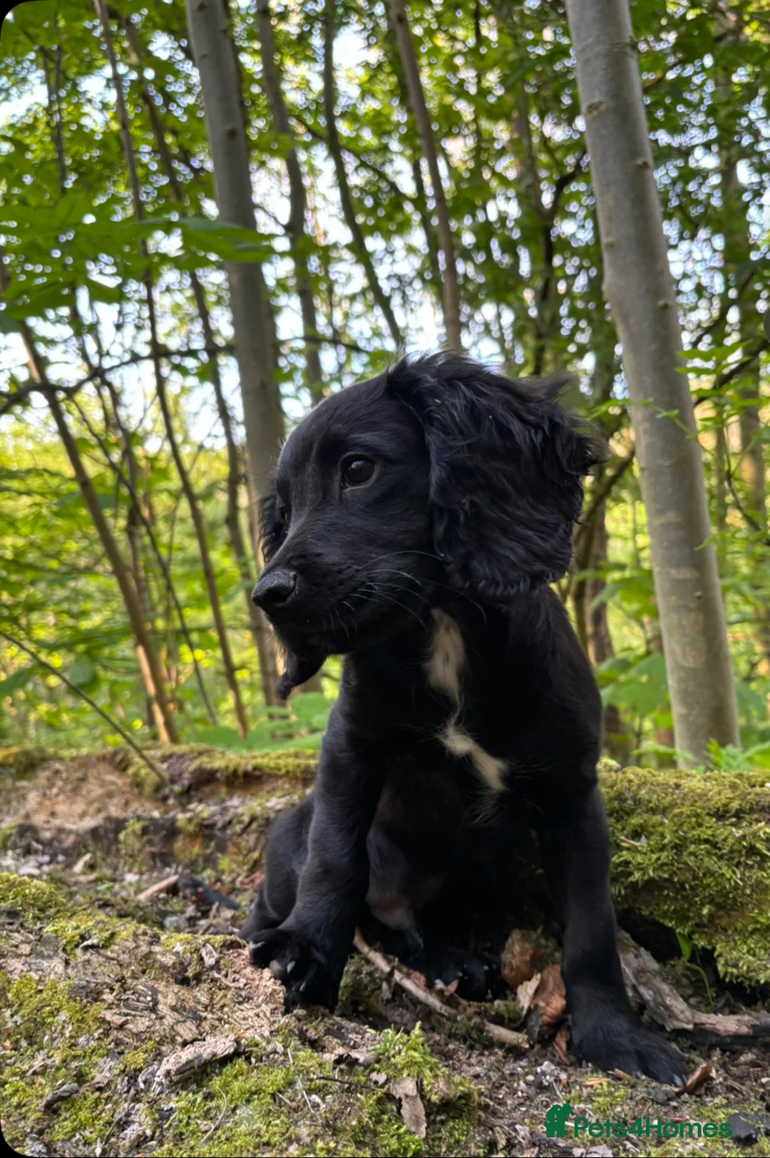 Cocker Spaniel dogs for stud: Working cocker spaniel stud - Advert 5