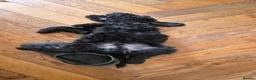 Cockapoo dogs for sale: Beautiful Black Cockapoo Boy –  - Advert 4