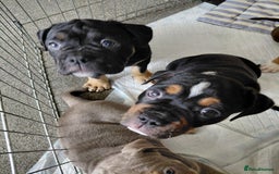 Old Tyme Bulldog dogs for sale: Old tyme bulldogs puppies ready for new homes - Image 7