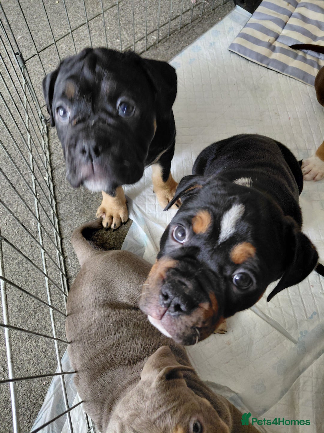 Old Tyme Bulldog dogs for sale: Old tyme bulldogs puppies ready for new homes - Image 7