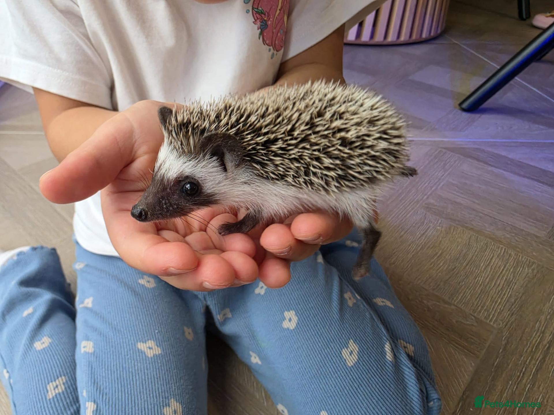 Pygmy Hedgehog rodents Male african pigmy hedgehog  - Advert 21