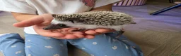 Pygmy Hedgehog rodents for sale: Male african pigmy hedgehog  - Advert 1
