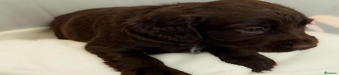 Cocker Spaniel Puppy 6