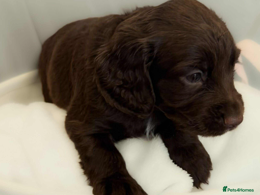Cocker Spaniel dogs for sale: Cocker spaniel pups KC REG & COUNCIL LICENSED  - Image 7