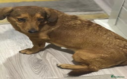 Dachshund dogs for adoption: Sweet Jessica Looking for a family  - Image 10