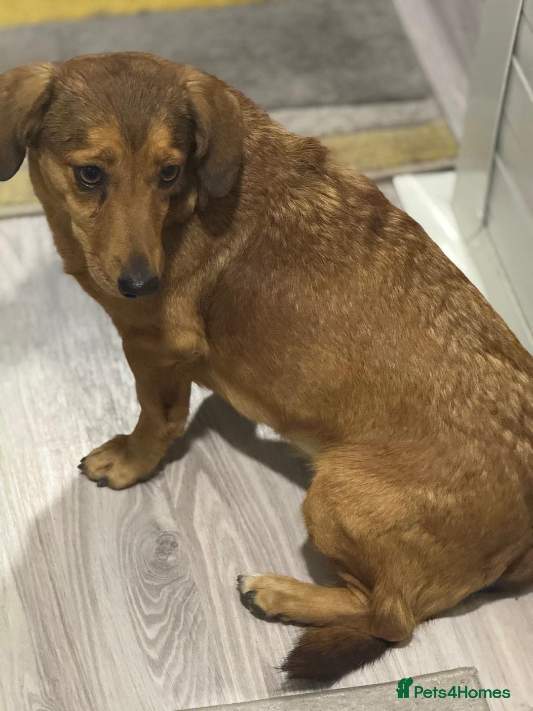 Dachshund dogs for adoption: Sweet Jessica Looking for a family  - Image 10