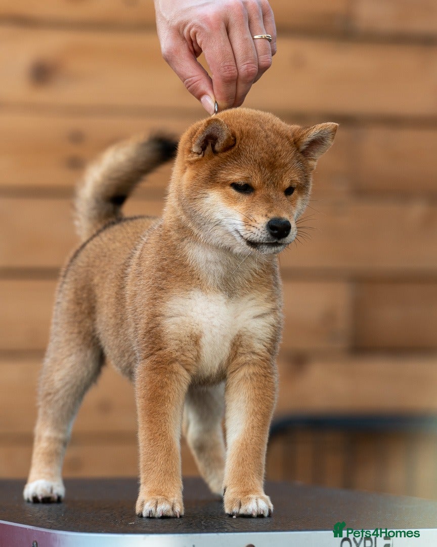 Japanese Shiba Inu dogs Quality Japanese shiba inu  - Advert 4