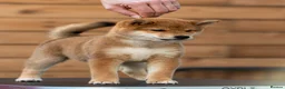 Japanese Shiba Inu dogs for sale: Quality Japanese shiba inu  - Advert 1