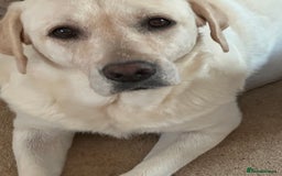 Labrador Retriever dogs for sale: Labrador puppies - Image 7