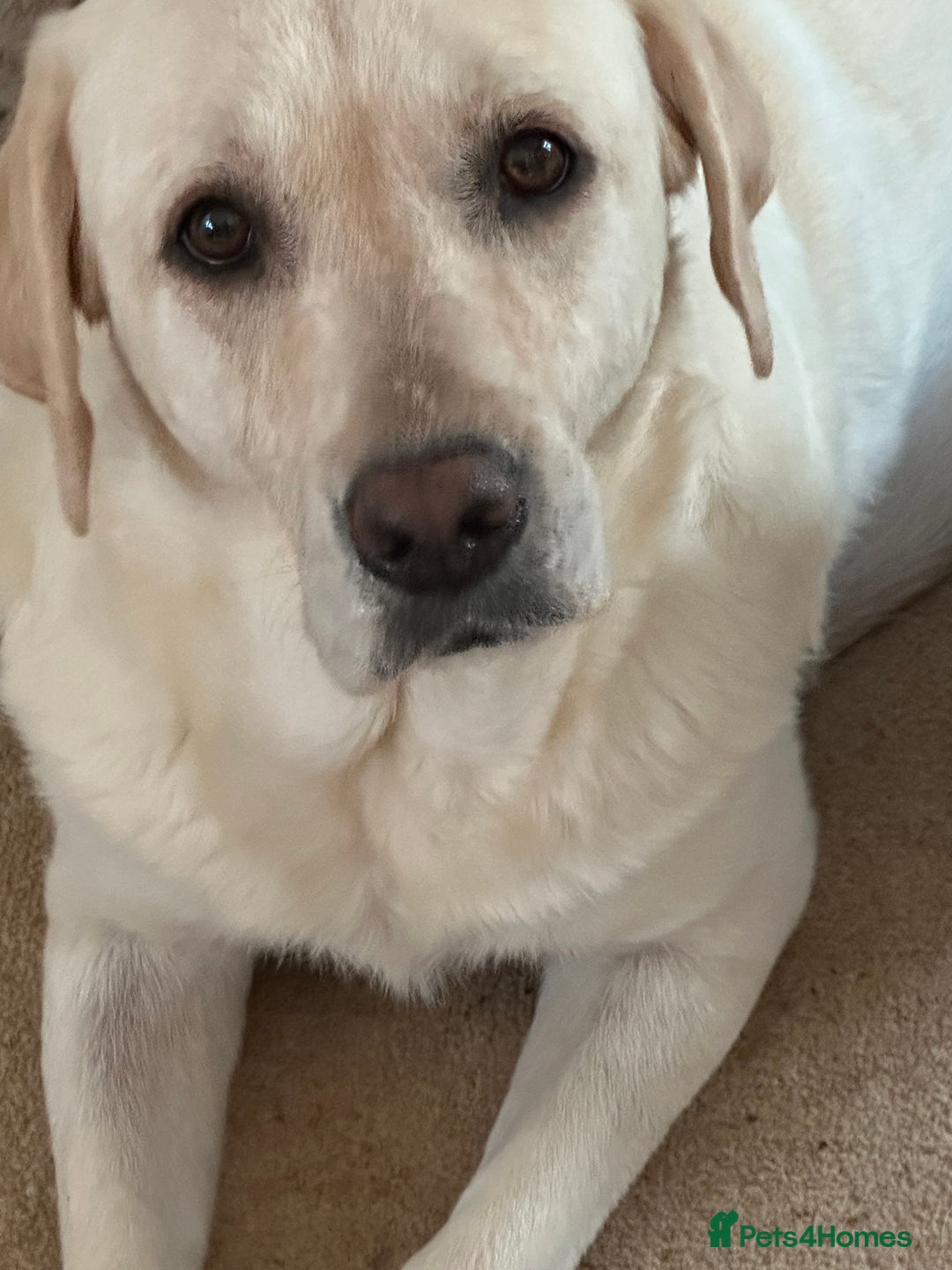 Labrador Retriever dogs for sale: Labrador puppies - Image 7