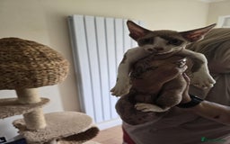 Devon Rex cats for sale: Devon Rex Kittens - Image 5