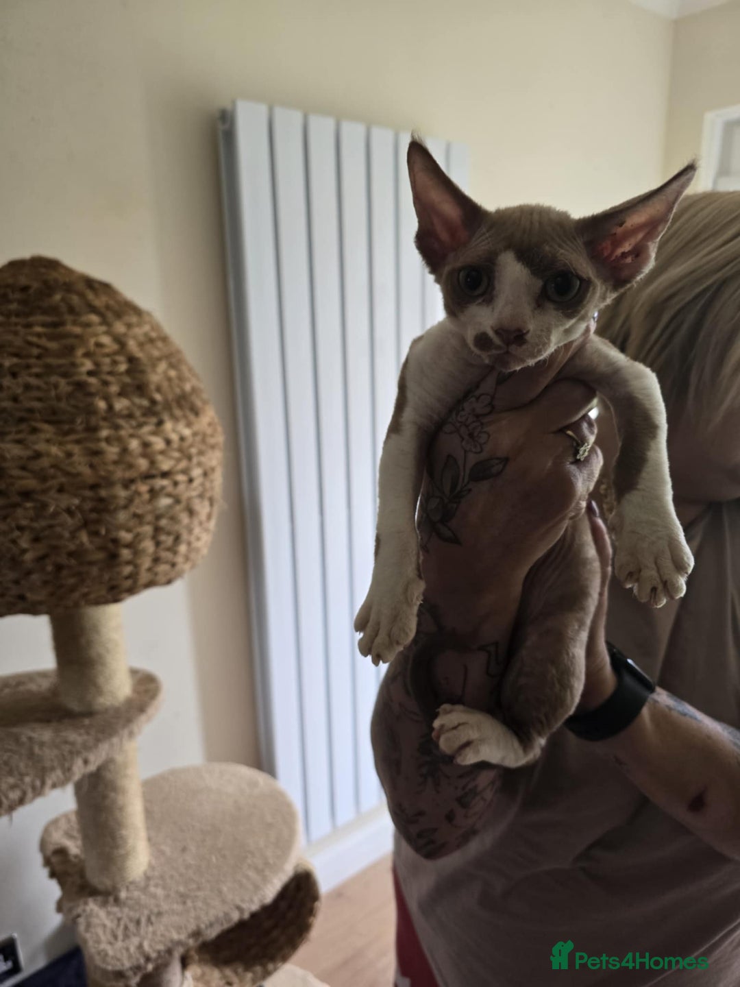Devon Rex cats for sale: Devon Rex Kittens - Image 5