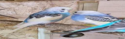 Budgerigars birds for sale: Baby budgies now available - Advert 8