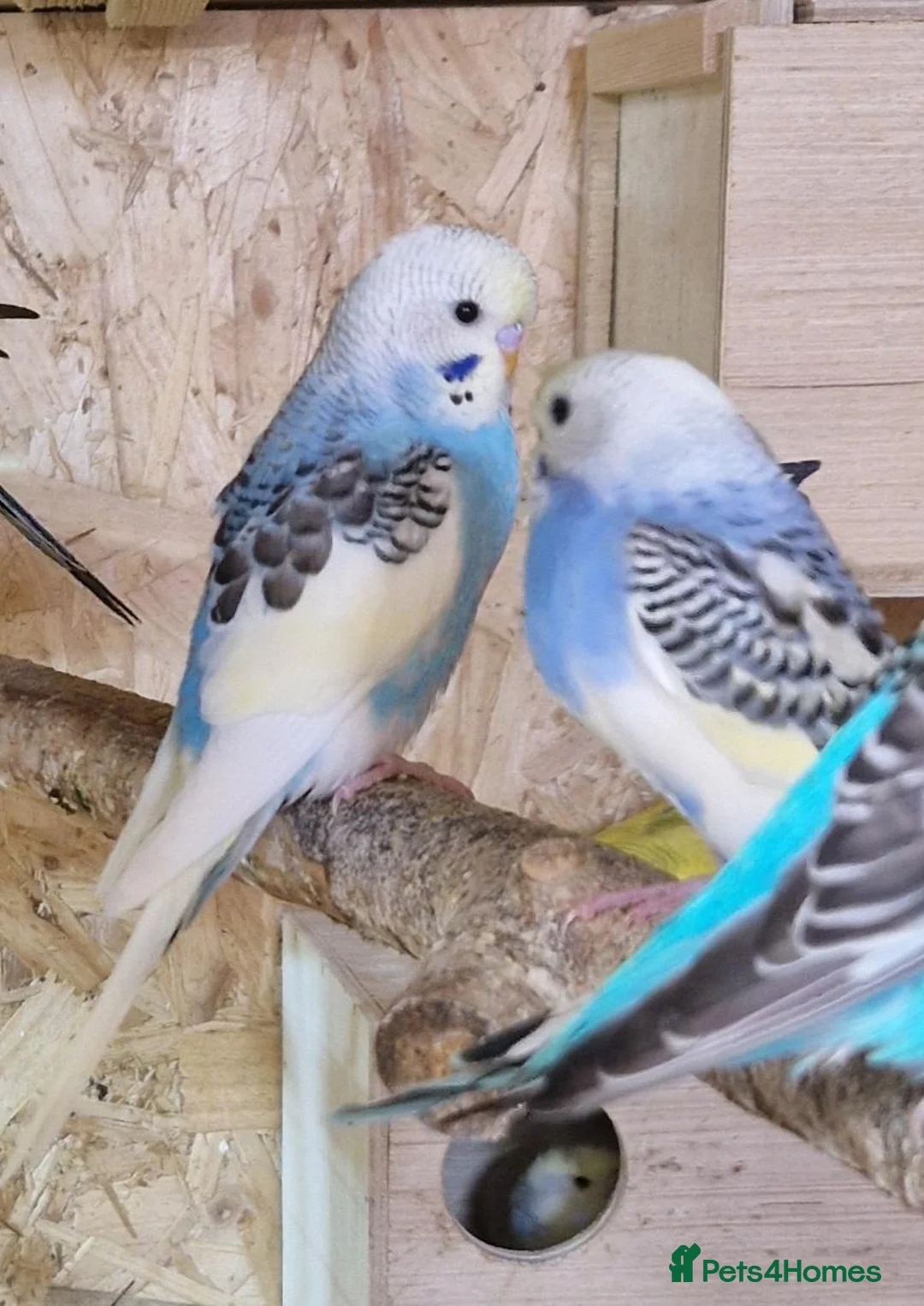 Budgerigars birds for sale: Baby budgies now available - Advert 8