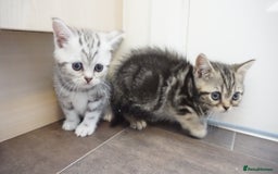 British Shorthair cats for sale: STUNNING British Shorthair Kittens Silver Tabbies - Image 4