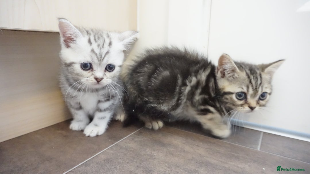 British Shorthair cats for sale: STUNNING British Shorthair Kittens Silver Tabbies - Image 4