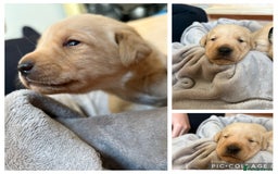 Labrador Retriever dogs for sale: Labrador’s  - Image 5