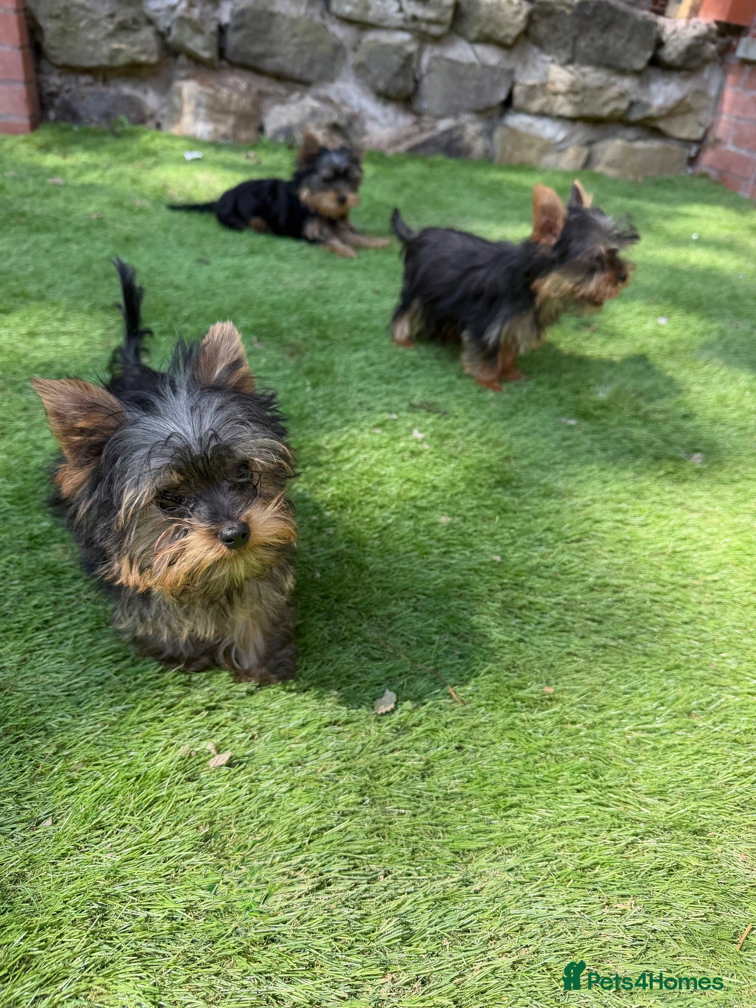 Yorkshire Terrier dogs Beautiful KC Registered Yorkshire Terrier Males - Advert 20