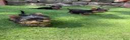 Yorkshire Terrier dogs for sale: Beautiful KC Registered Yorkshire Terrier Males - Advert 1