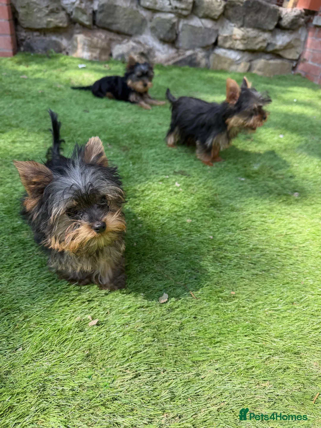 Yorkshire Terrier dogs for sale: Beautiful KC Registered Yorkshire Terrier Males - Advert 1