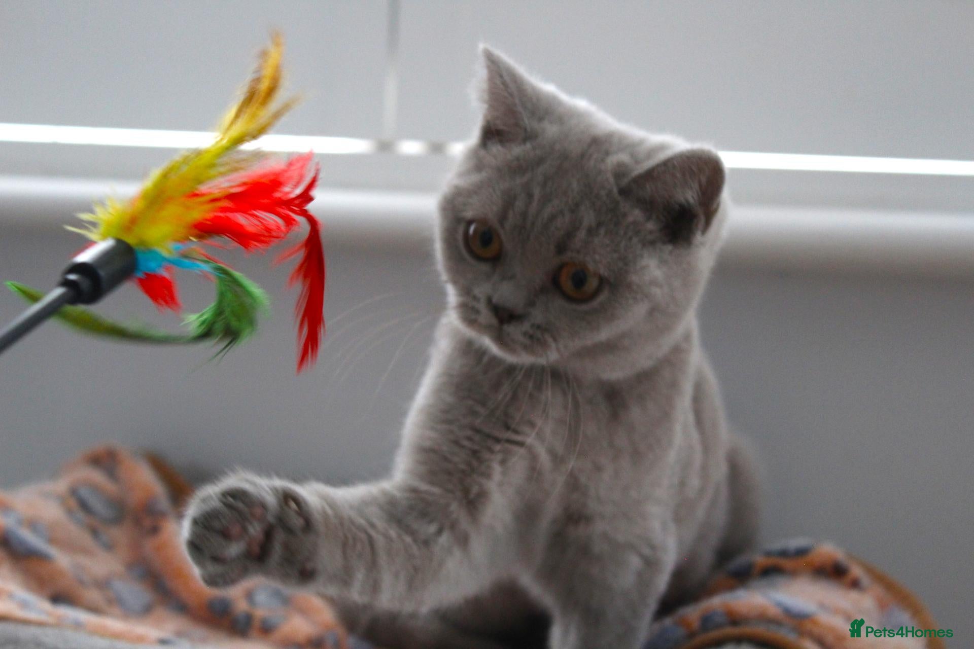 British Shorthair cats British Shorthair Lilac & Grey Blue Cute Kittens  - Advert 2