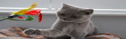 British Shorthair cats for sale: British Shorthair Lilac & Grey Blue Cute Kittens  - Advert 2