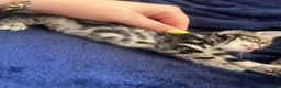 Bengal cats for sale: Belgian kittens  - Advert 7