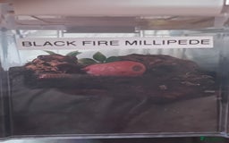 Millipedes invertebrates for sale: Millipedes , iso pods ,snails  - Image 9